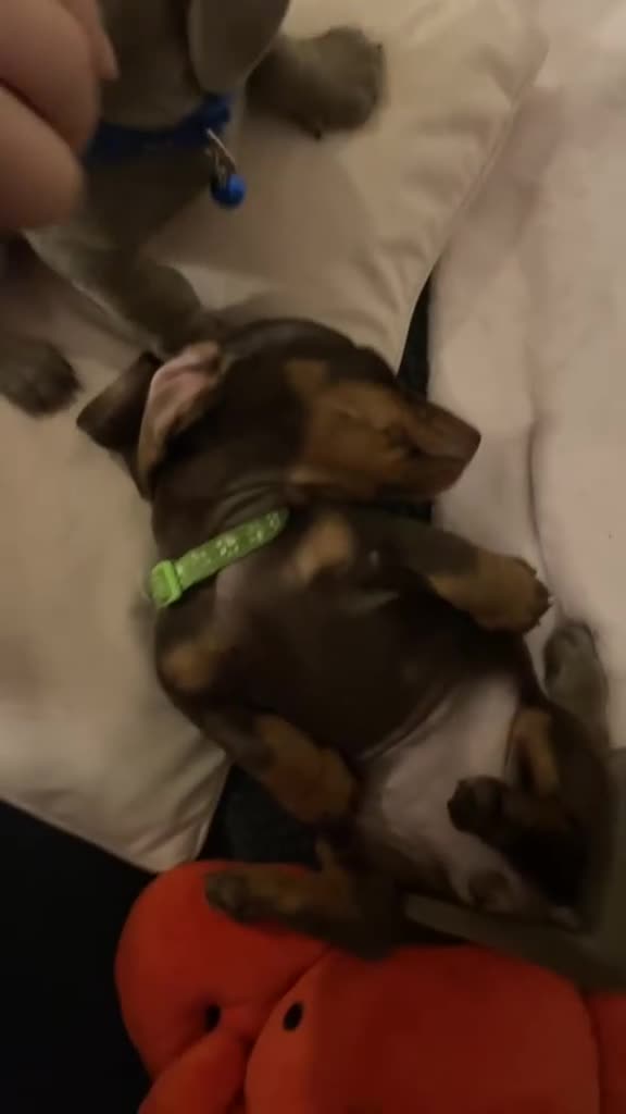 Miniature Dachshund dogs for sale: Miniature Dachshund puppies 🐶  - Video 1