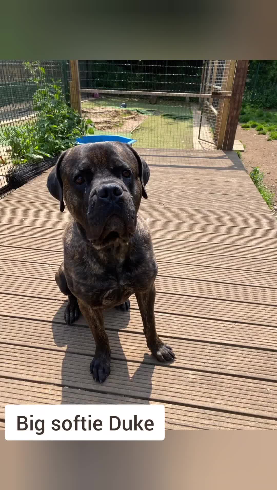 Cane Corso dogs for sale: Cane corso male - Video 1