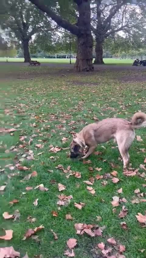 Mixed Breed dogs for sale: Melon – A Gentle Anatolian Shepherd Mix - Video 2