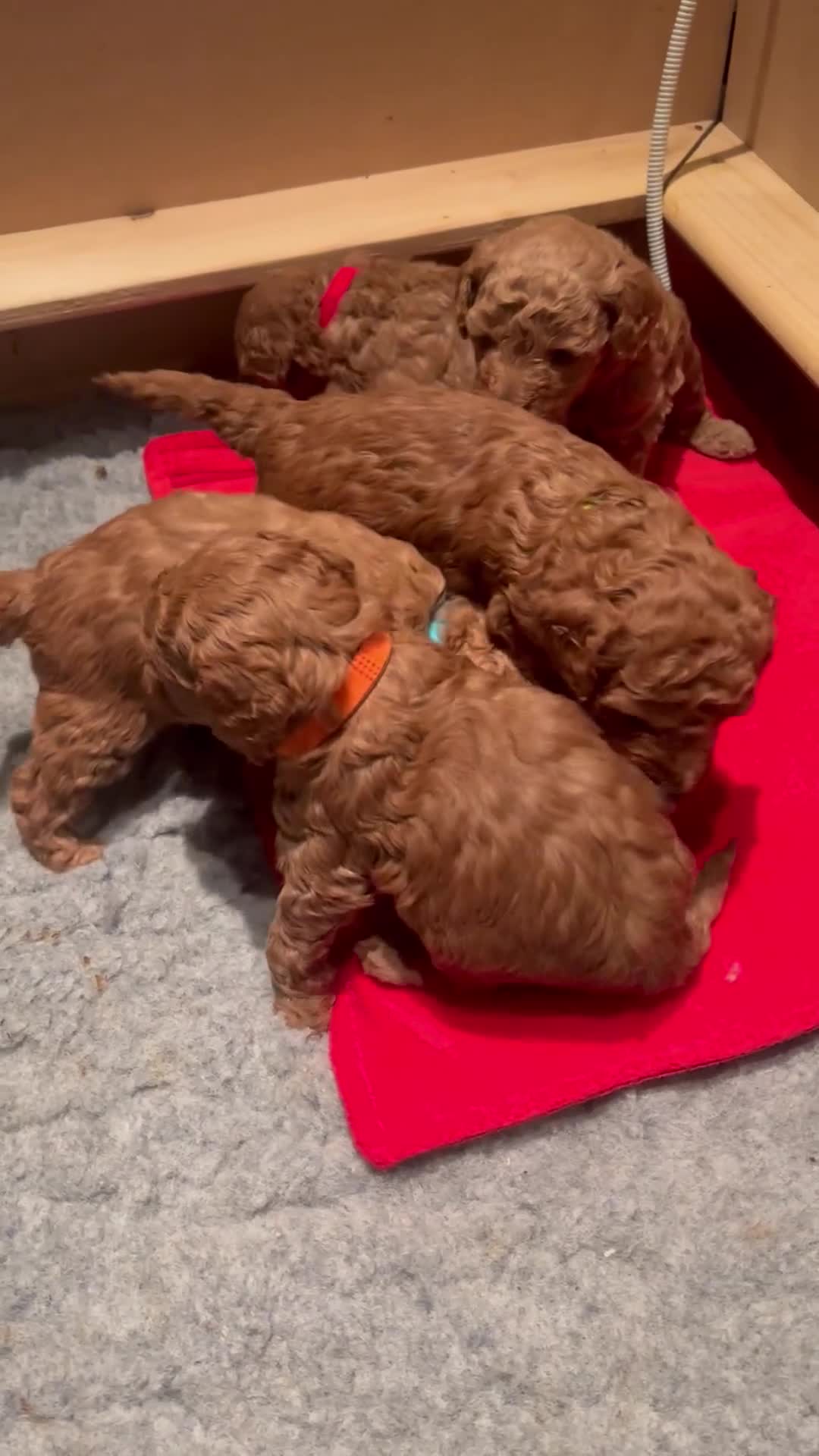 Miniature Poodle dogs for sale: KC Registered red miniature poodles  - Video 1