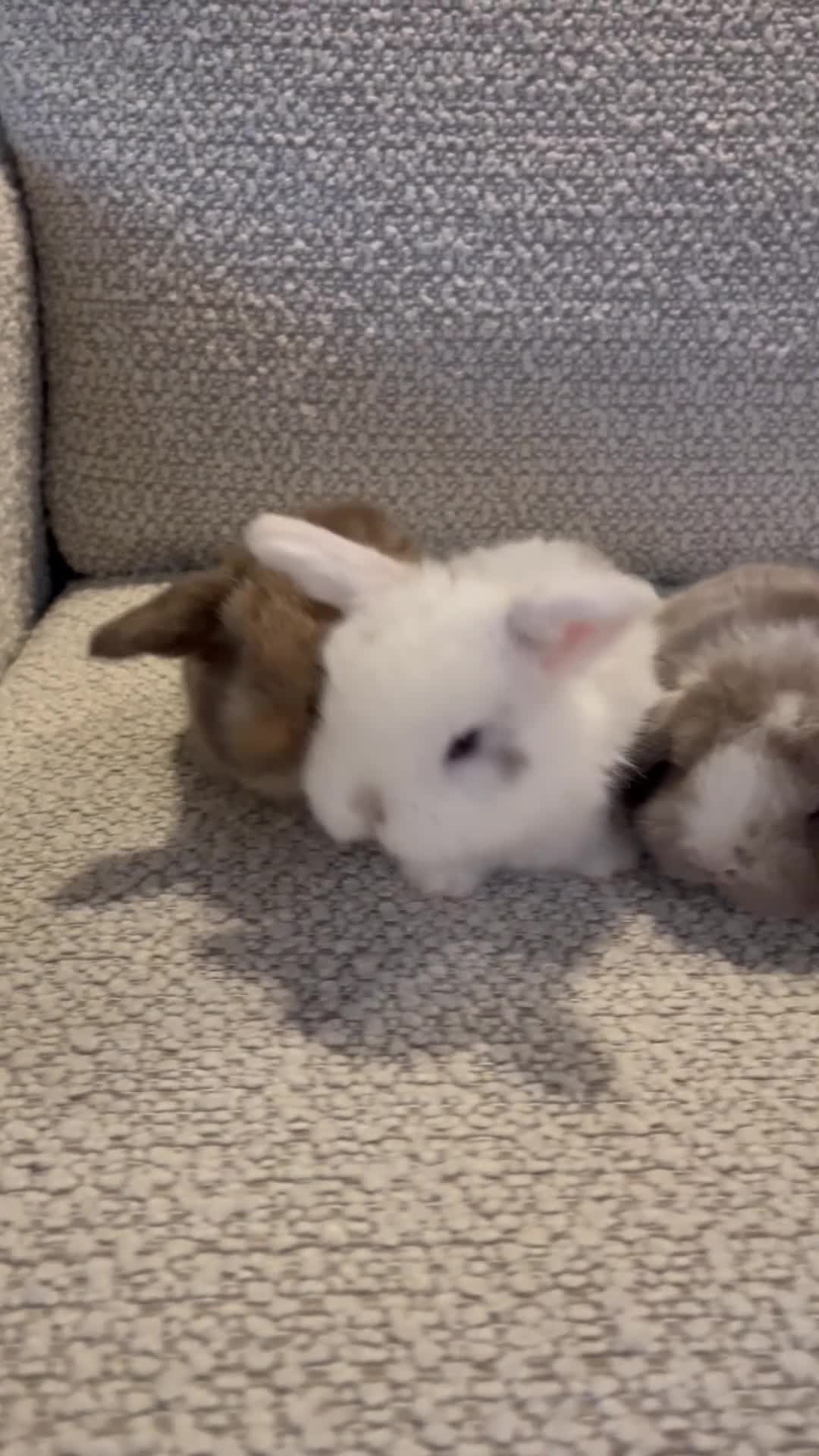 Mini Lop rabbits for sale: Mini lop baby buns  - Video 1