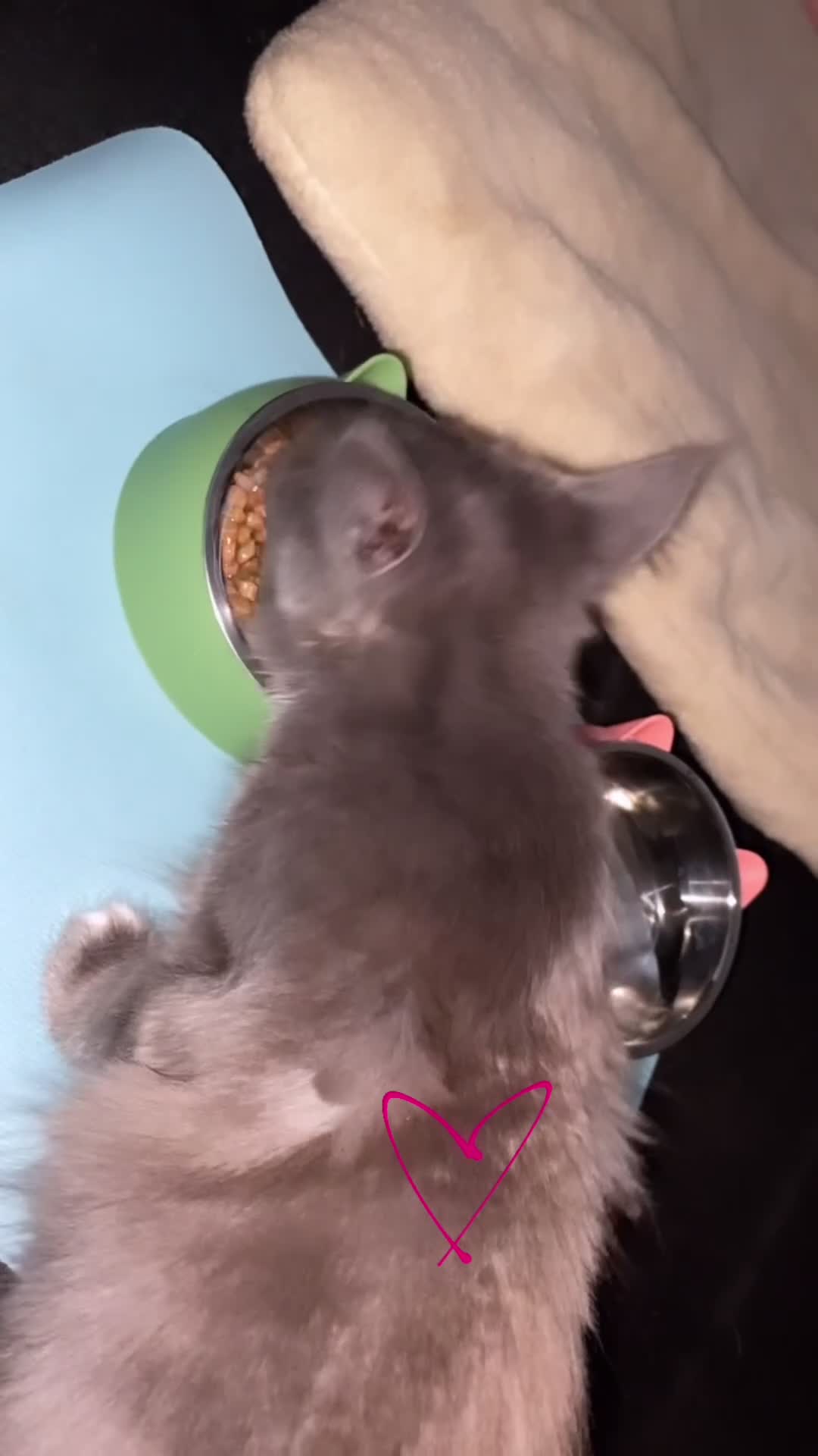 Maine Coon cats for sale: 🥇VERY. Rare pretty kitten for sale🎀. - Video 4