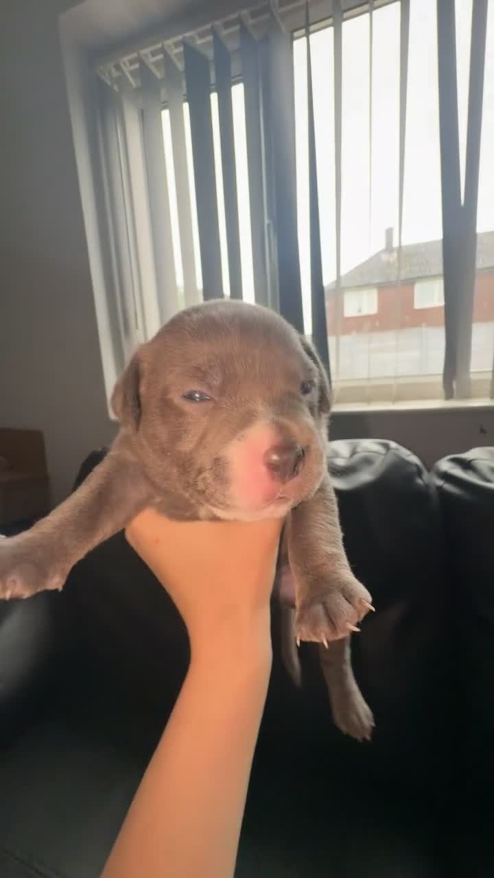 Staffordshire Bull Terrier dogs for sale: Staffordshire bull terrier’s  in Wigan - Video 1