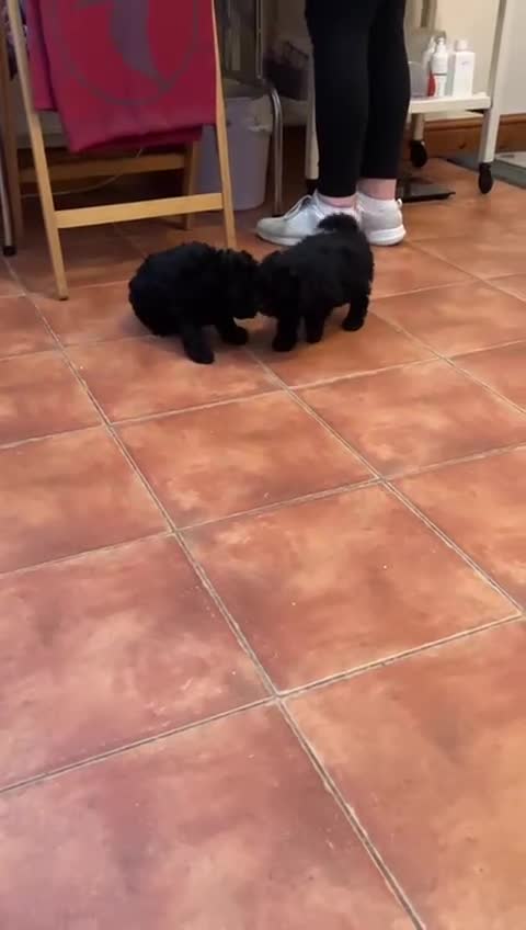 Mixed Breed dogs for sale: Hungarian puli cross miniature poodle puppies - Video 1