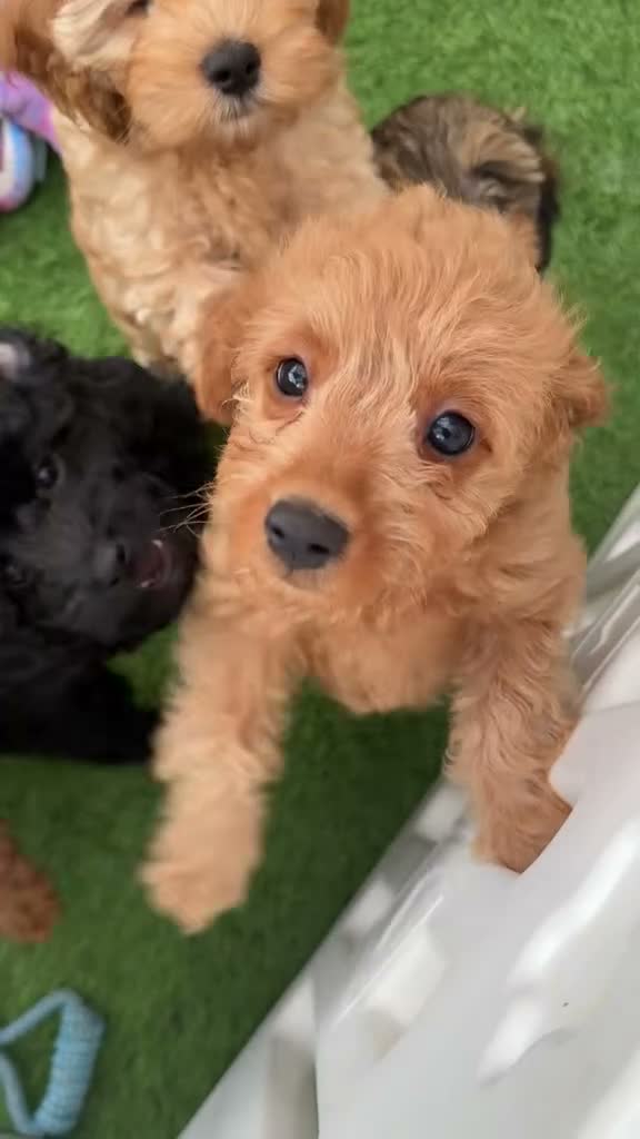 Cavapoo dogs for sale: Beautiful Black F1b Cavapoo Girl DNA tested lines - Video 2