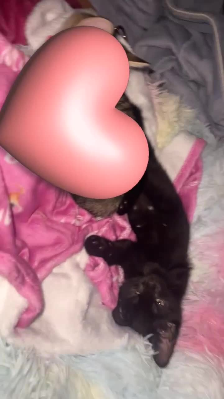 Mixed Breed cats for sale: Black 12 week old kitten loving beautiful girl - Video 1