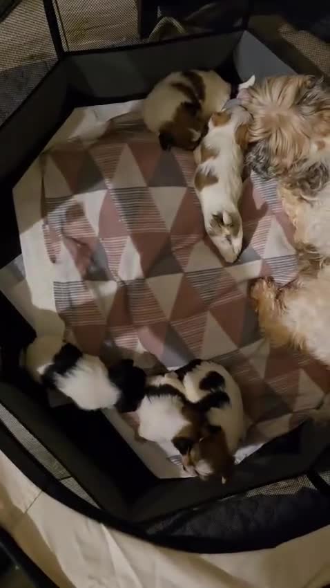 Mixed Breed dogs for sale: 5 Lhasa Apso × Yorkshire Terrier puppies for sale  - Video 3