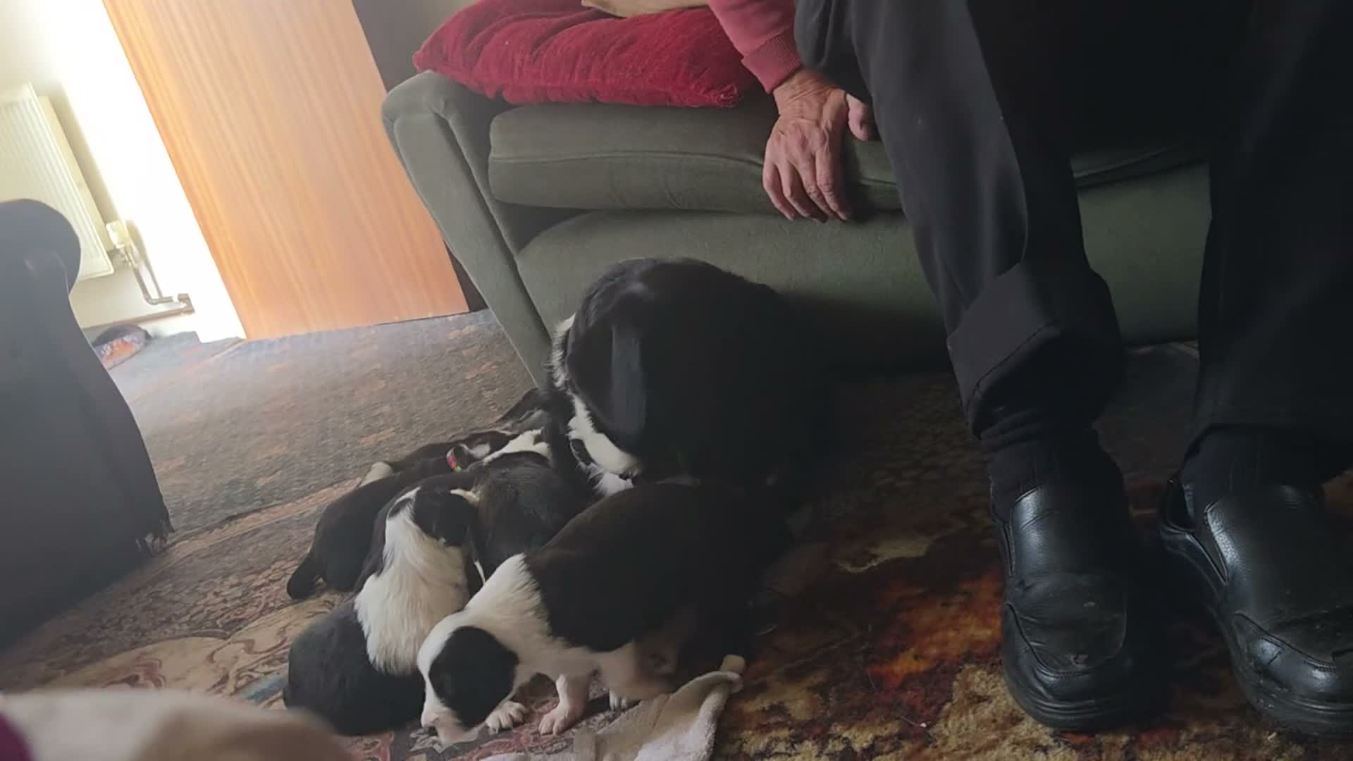 Border Collie dogs for sale: Border collie  - Video 4