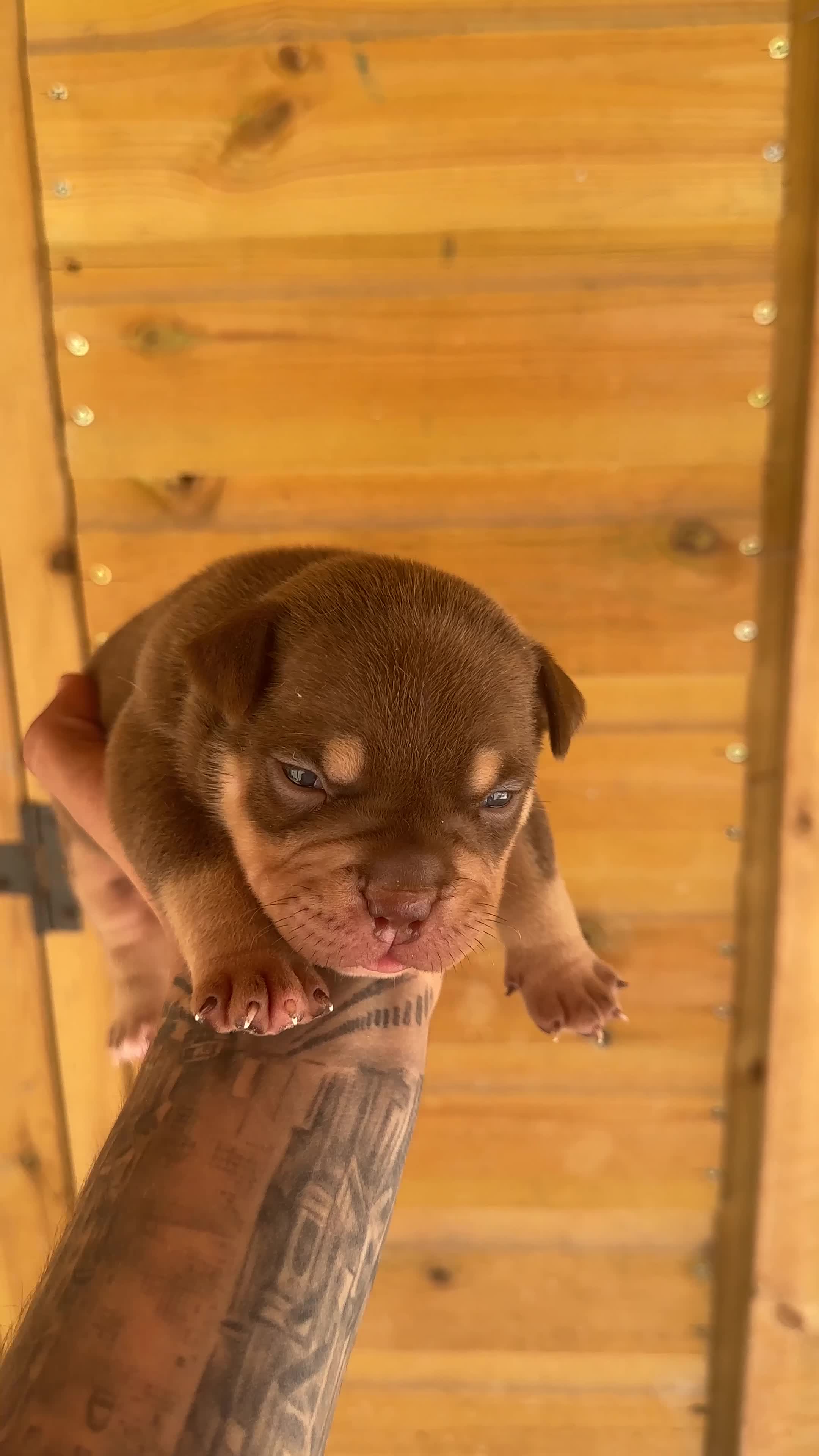 American Bully dogs for sale: Exotic/Pocket Bully's in Basildon - Video 4