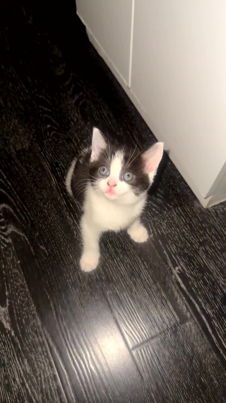 Domestic Shorthair cats for sale: Unique & Precious Kittens Seeking Forever Homes - Video 2