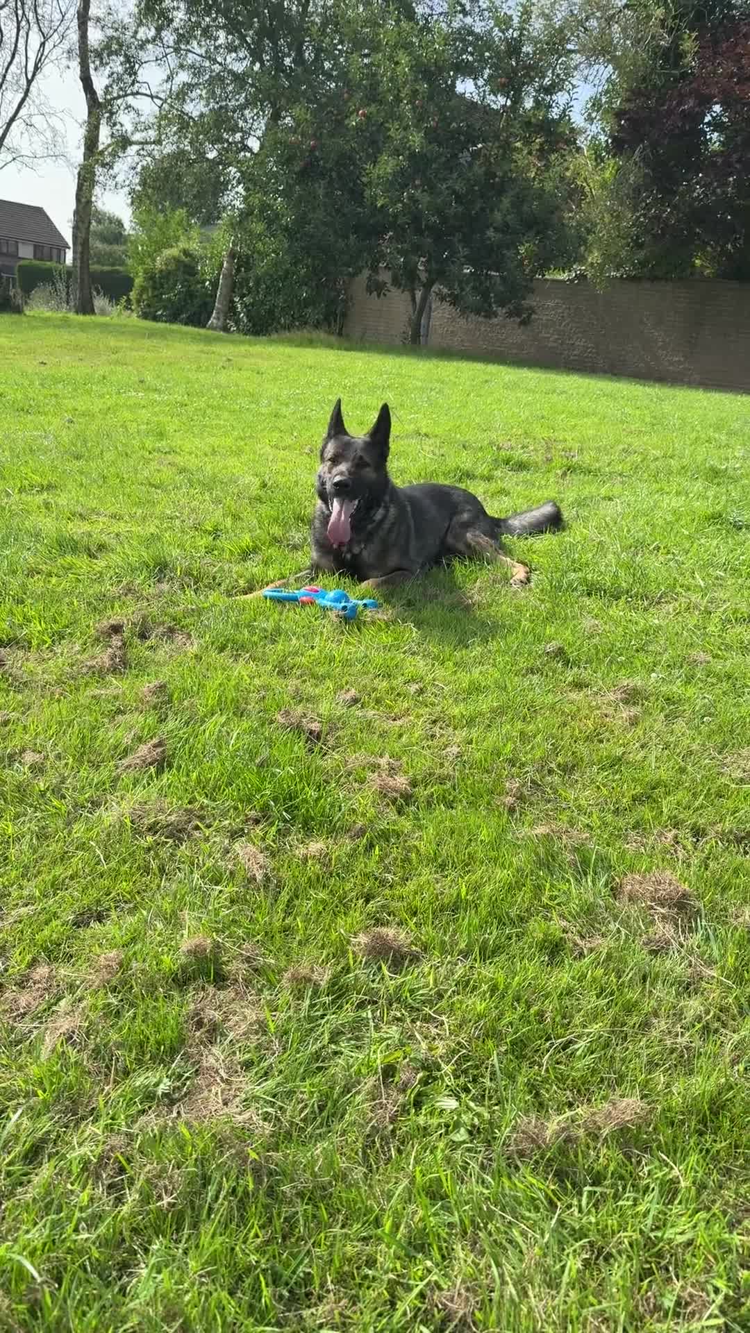 German Shepherd dogs for sale: Tyshunde memphis - Video 5