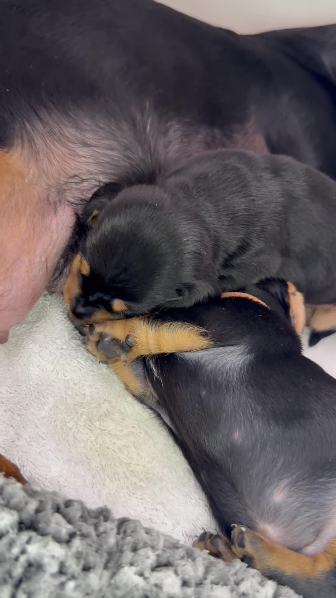 Miniature Dachshund dogs for sale: The Custest KC Miniature Dachshunds - Video 4