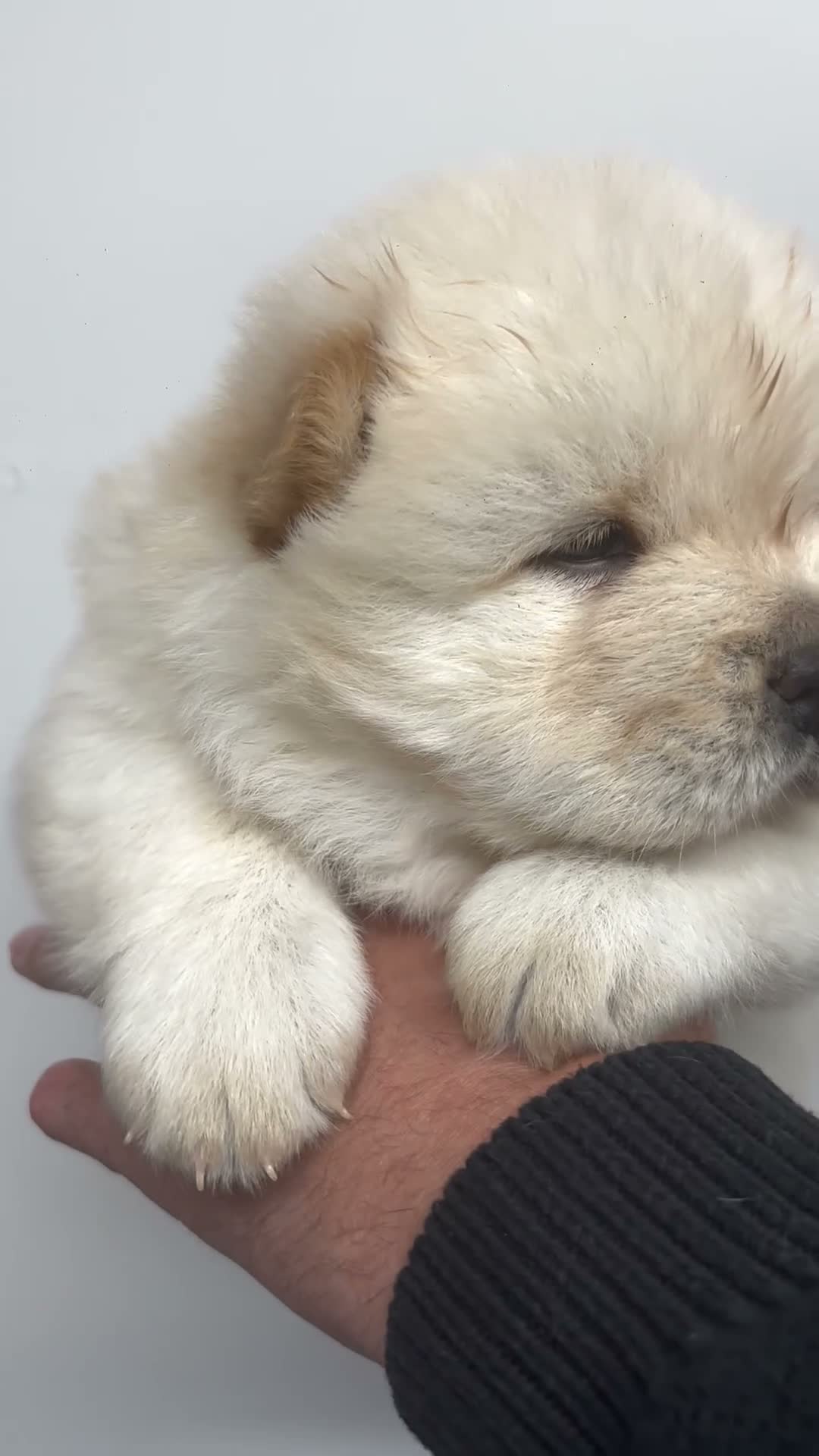 Chow Chow dogs for sale: DWKC CHOW CHOW MALE PUPS  - Video 2