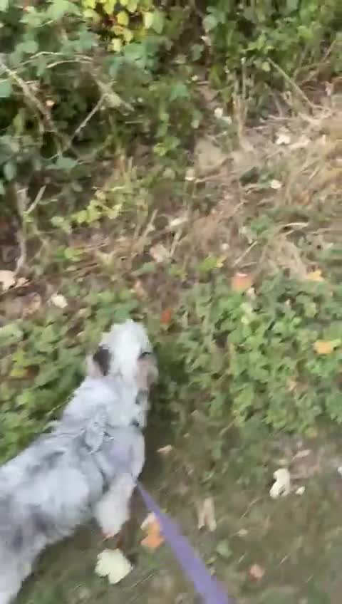 Mixed Breed dogs for sale: Froodle male  - Video 1