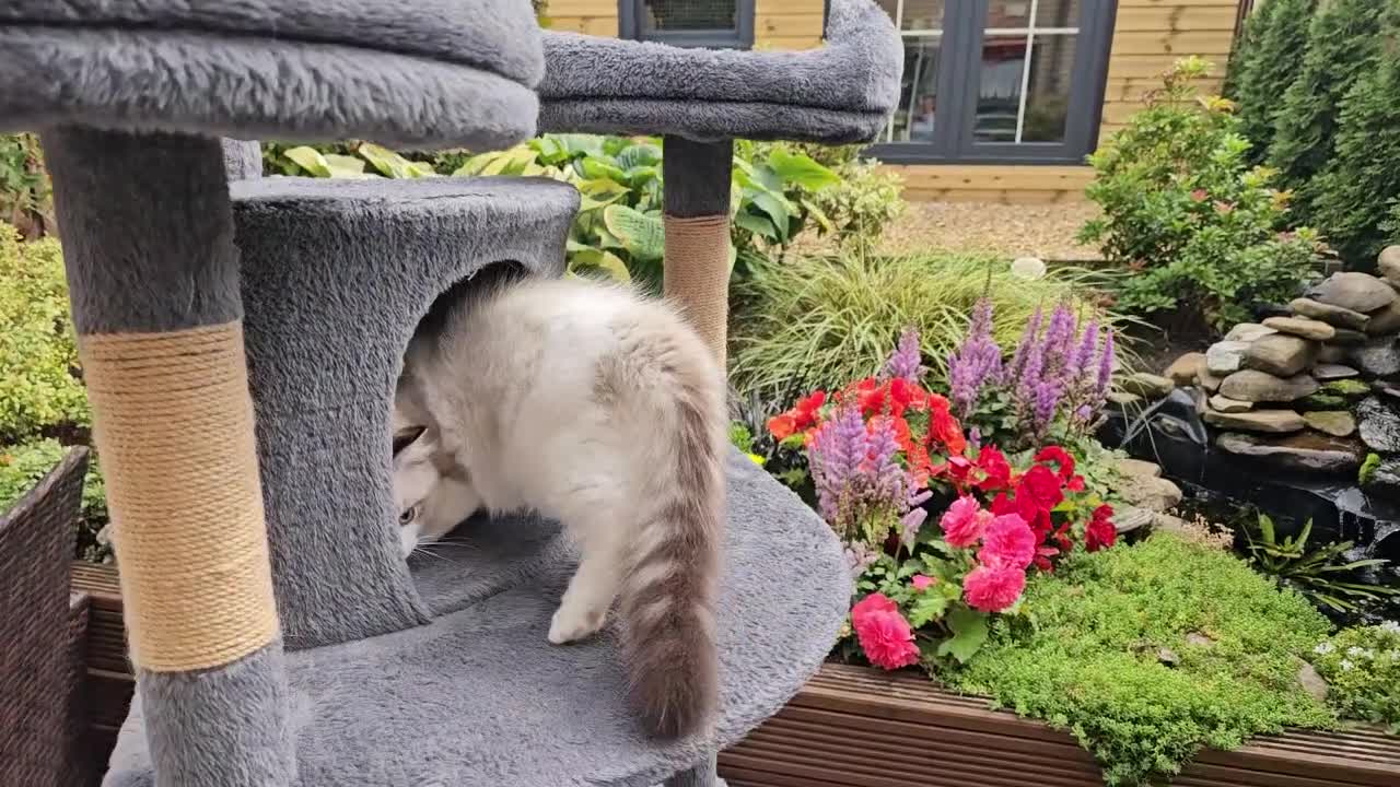Ragdoll cats for sale: GCCF PEDIGREE CERTIFICATE KITTENS  - Video 1