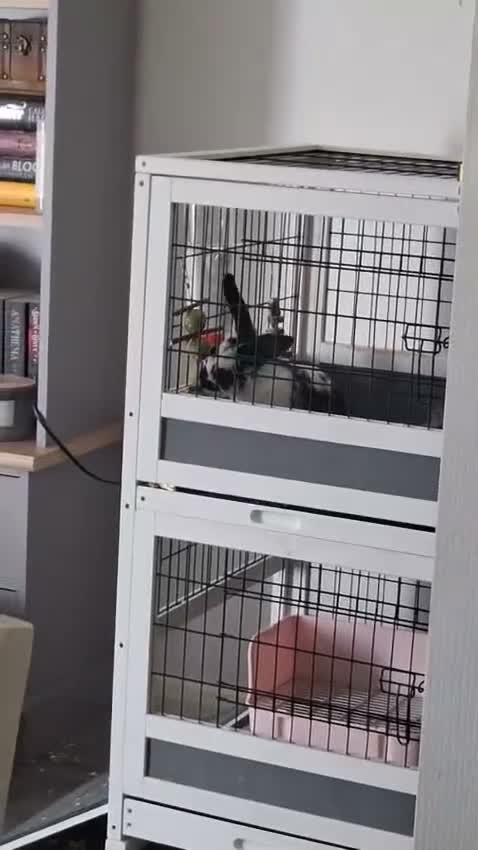 Rex rabbits for sale: Rabbits and indoor hutch for sale. in Nottingham - Video 1