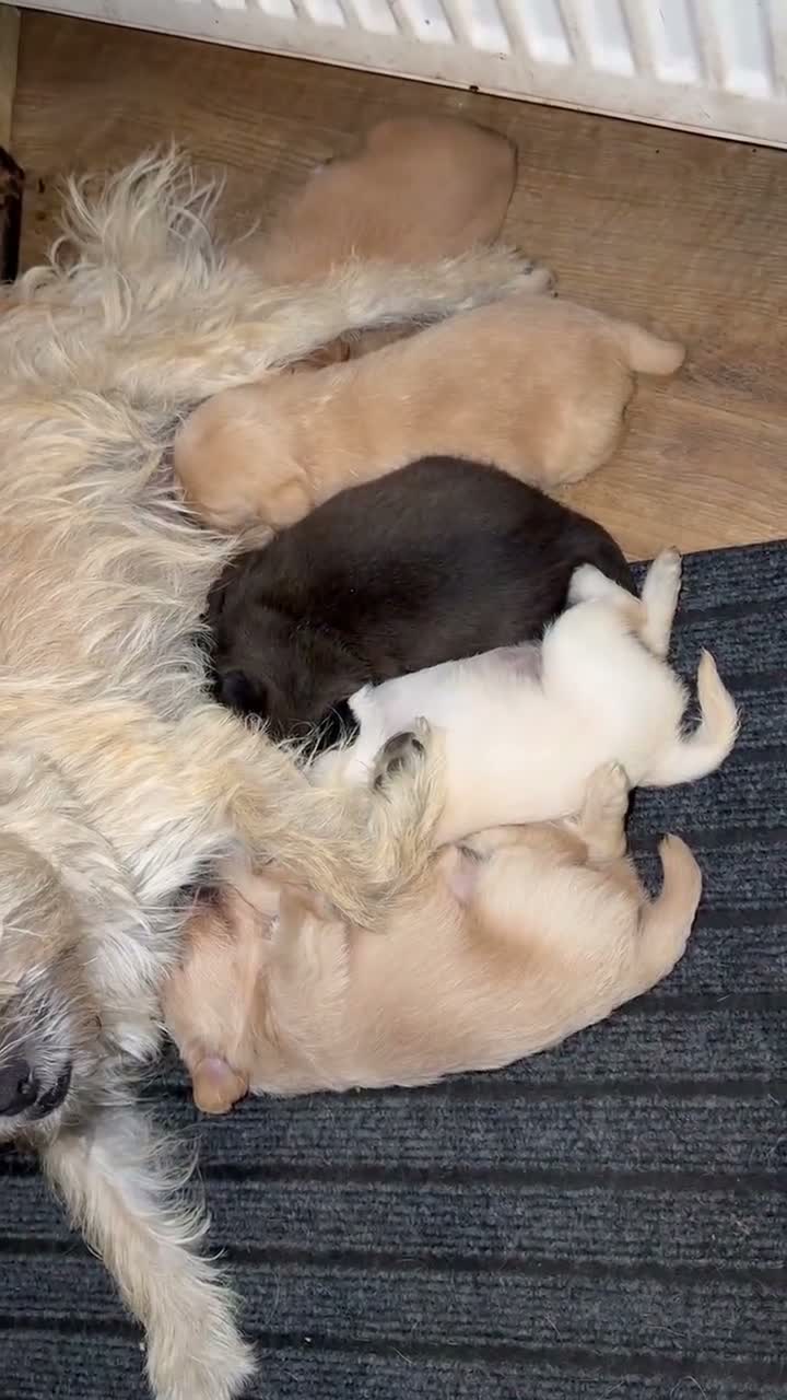 Mixed Breed dogs for sale: North Terry Cross by poodle - Video 1