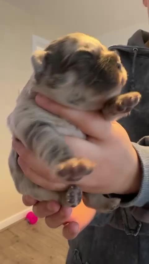 French Bulldog dogs for sale: READY TO LEAVE fluffy French bulldogs  - Video 5