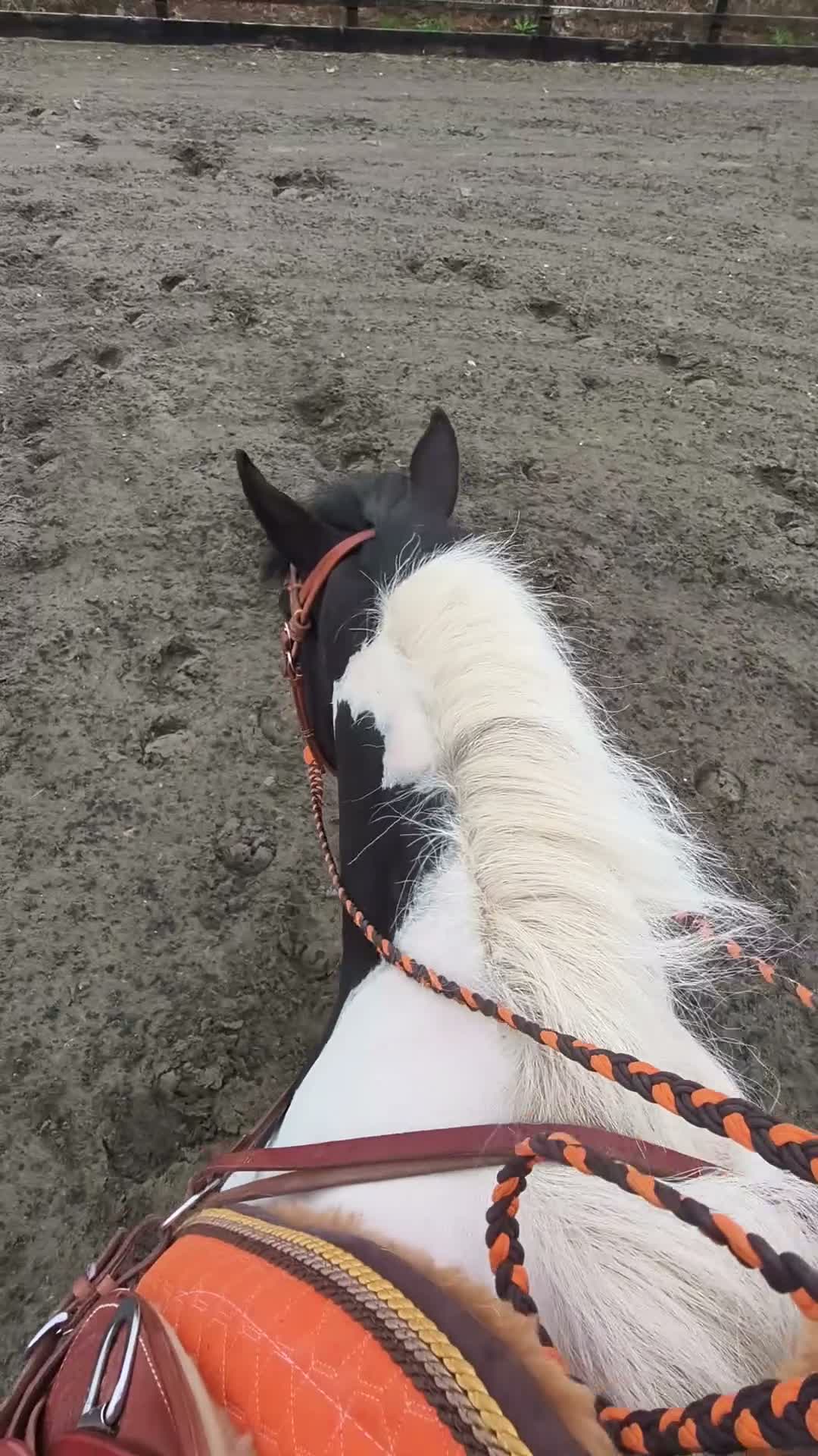Irish Cob horses for sale: 8yo cob x project in Lancaster - Video 1