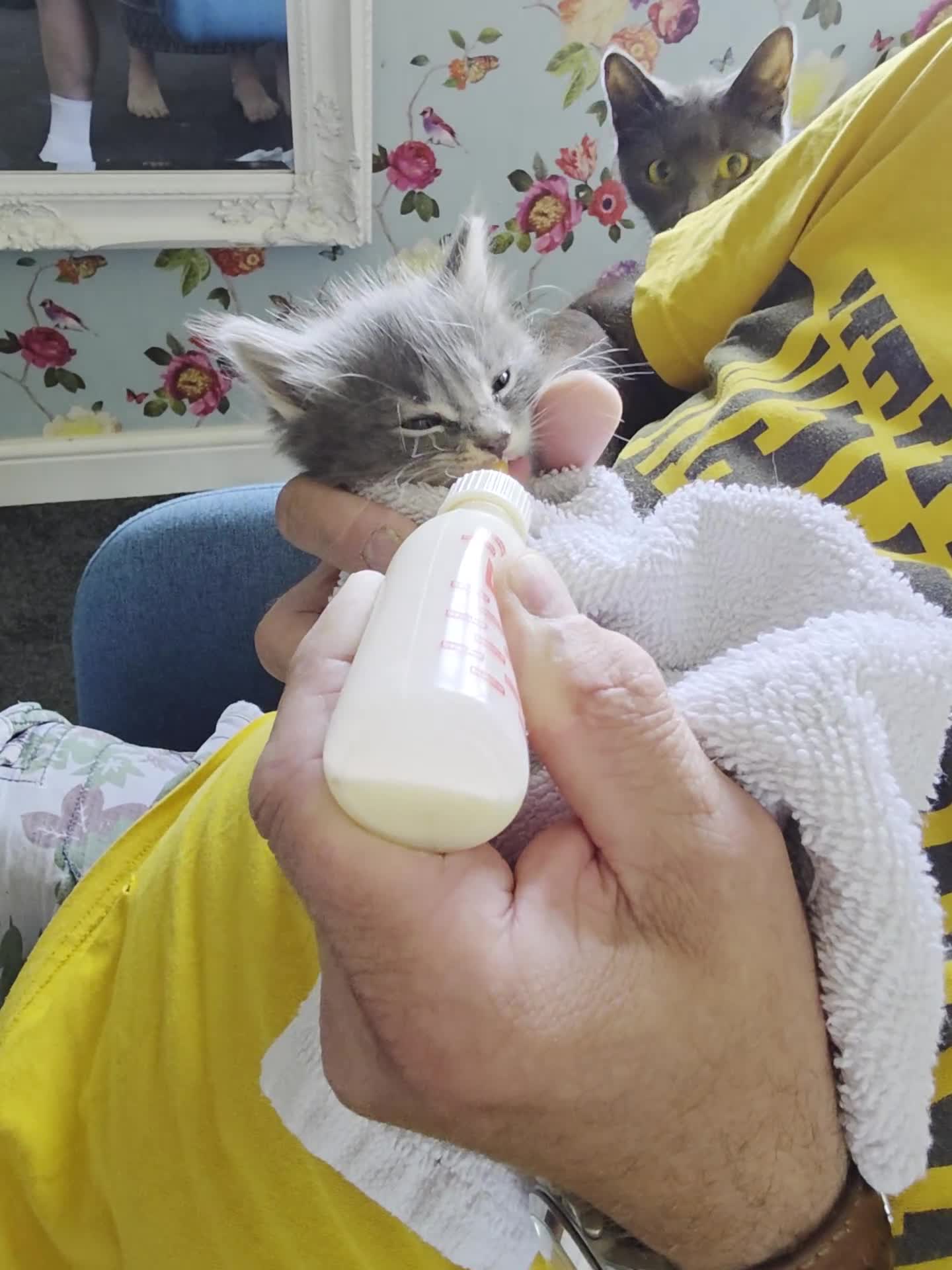 Russian Blue cats for sale: 7 Beautiful Russian blue X kittens  - Video 3