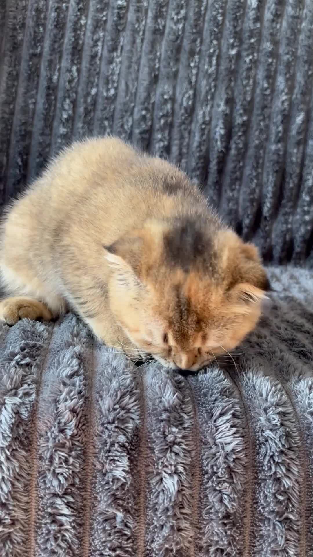 Scottish Fold cats for sale: Last Scottish Fold Golden Tabby Kitten - Video 1