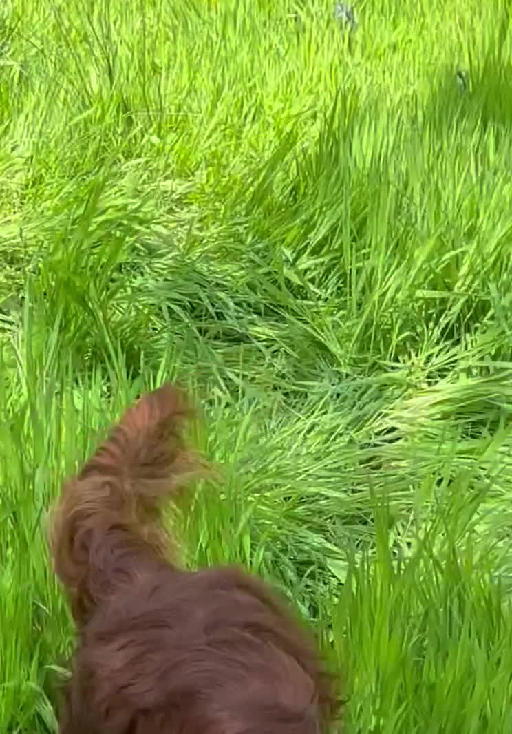 Irish Setter dogs for stud: Handsome IRISH SETTER BOY at Stud - Video 1