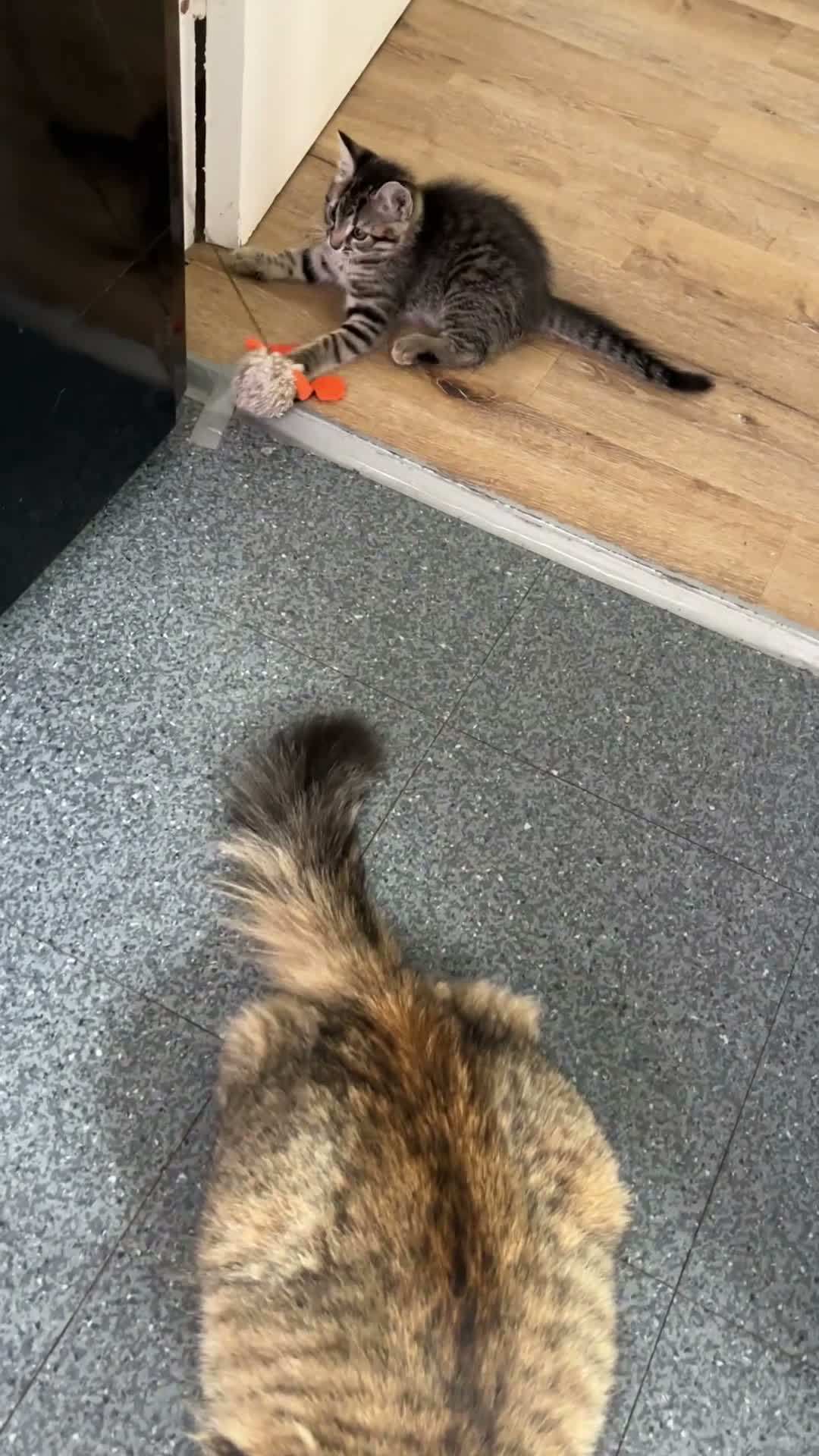Mixed Breed cats for sale: Beautiful little girl  - Video 1