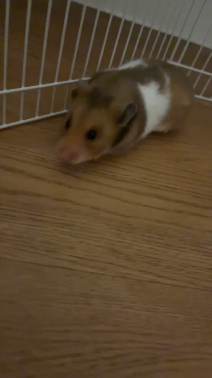 Hamster rodents for sale: Female hamster . - Video 1