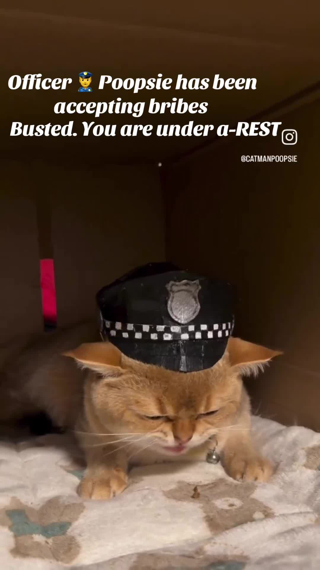 Scottish Fold cats for stud: Scottish Straight Male Stud – “Poopsie”  - Video 3