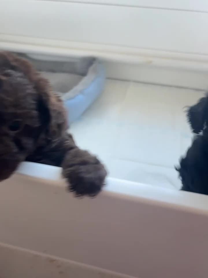 Labradoodle dogs for sale: Exceptional Miniature Labradoodle Girls  - Video 1