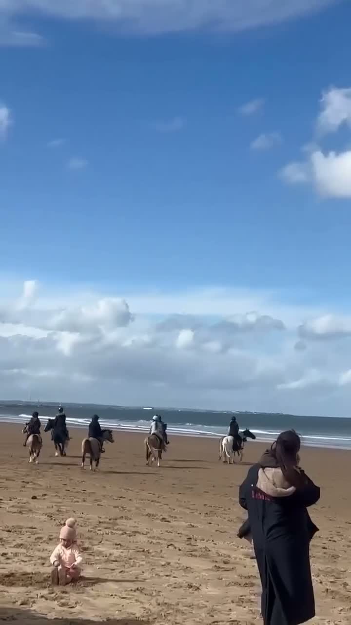 Fell horses for sale: FellxWelsh 14.1hh Gelding in Middlesbrough - Video 4