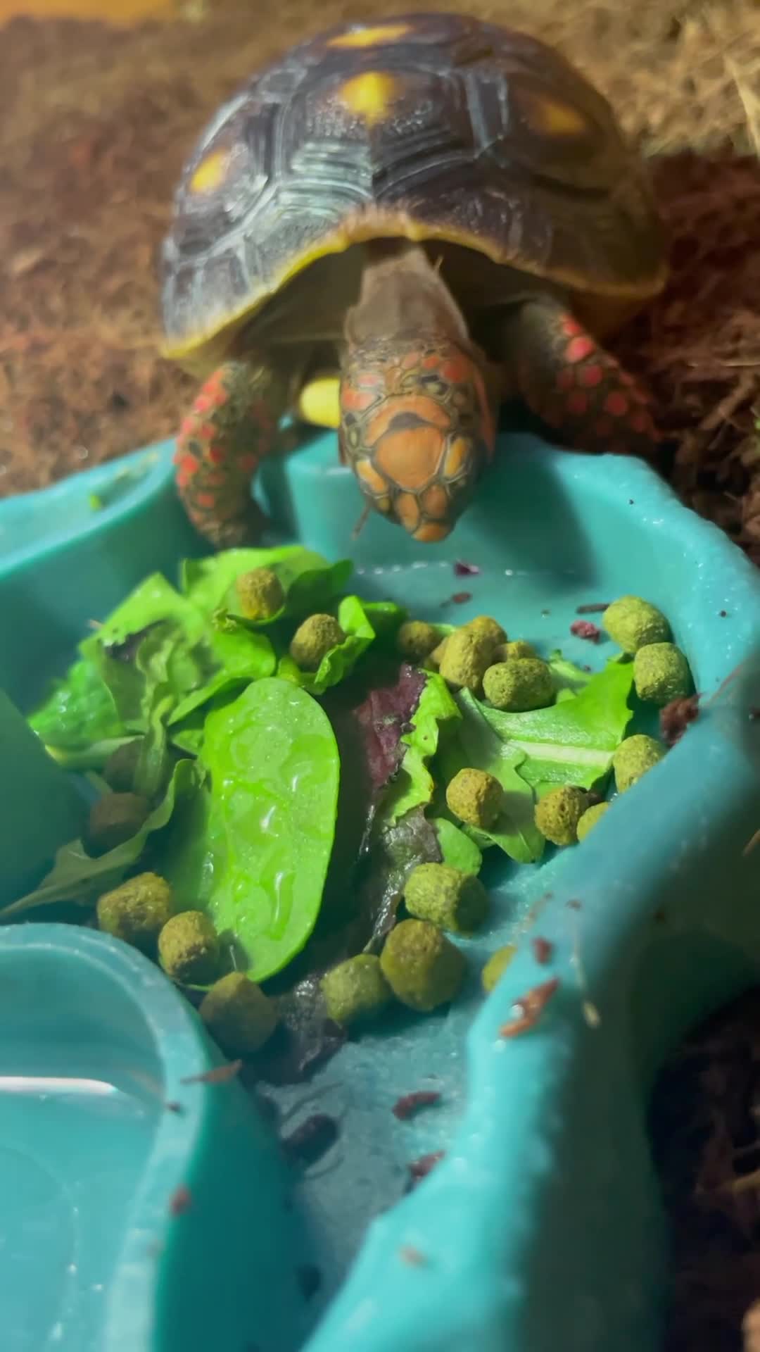 Tortoise reptiles for sale: Red-footed tortoise  in King's Lynn - Video 1