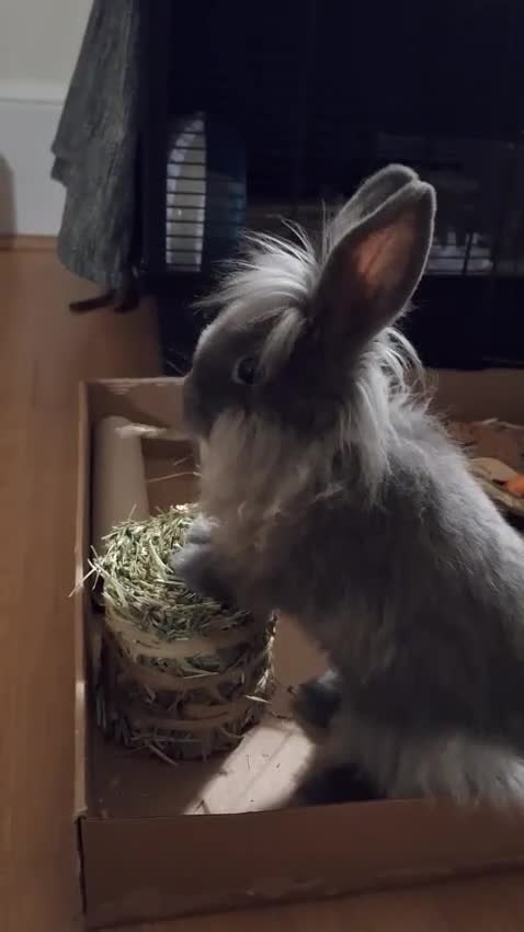 Mixed Breed rabbits for sale: Netherland dwarf and swiss fox mix breed bunny - Video 1