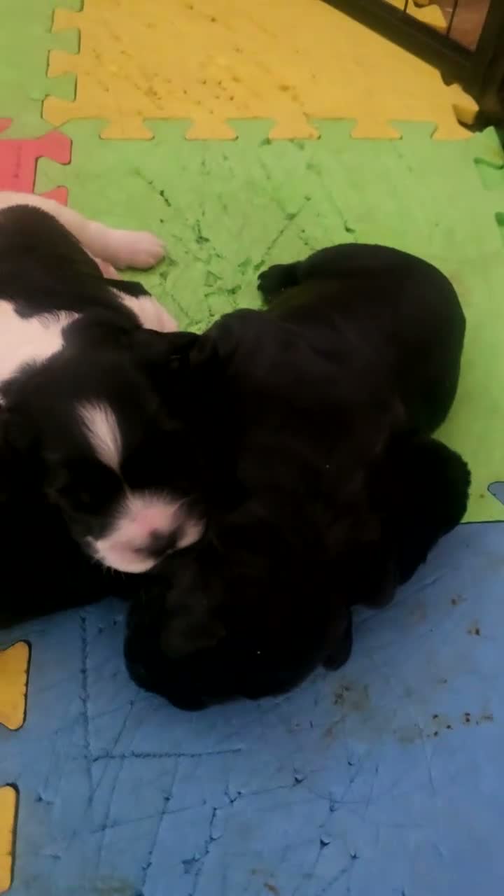Cocker Spaniel dogs for sale: Cocker spaniel puppies*** - Video 5