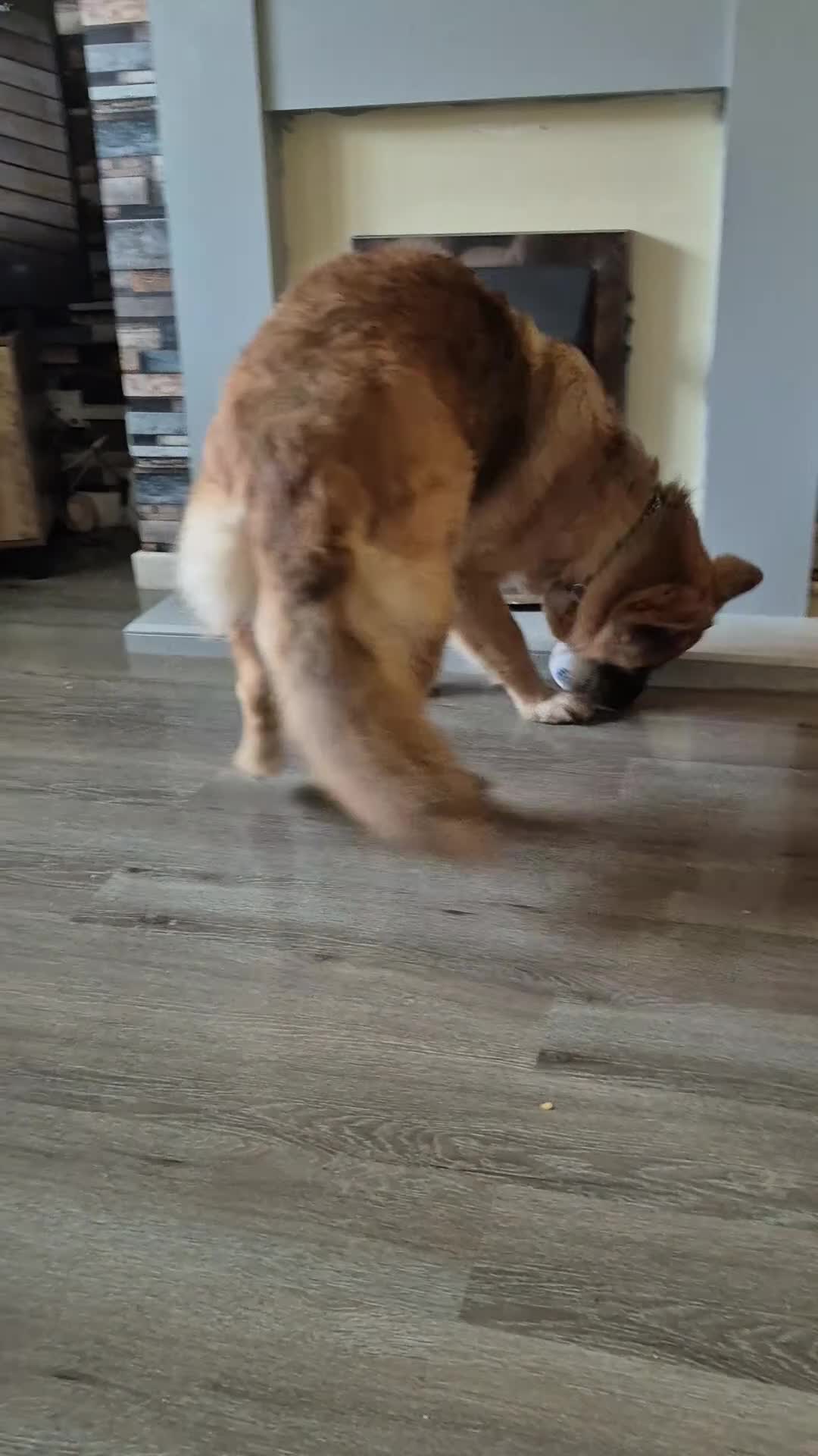 German Shepherd dogs for sale: Semi long haired german shepherd female. - Video 3