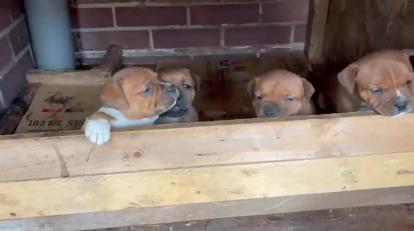 Staffordshire Bull Terrier dogs for sale: 🐾Beautiful Red Staffy Puppies - 2 boys 2 girls 🐾 in Belvedere - Video 1