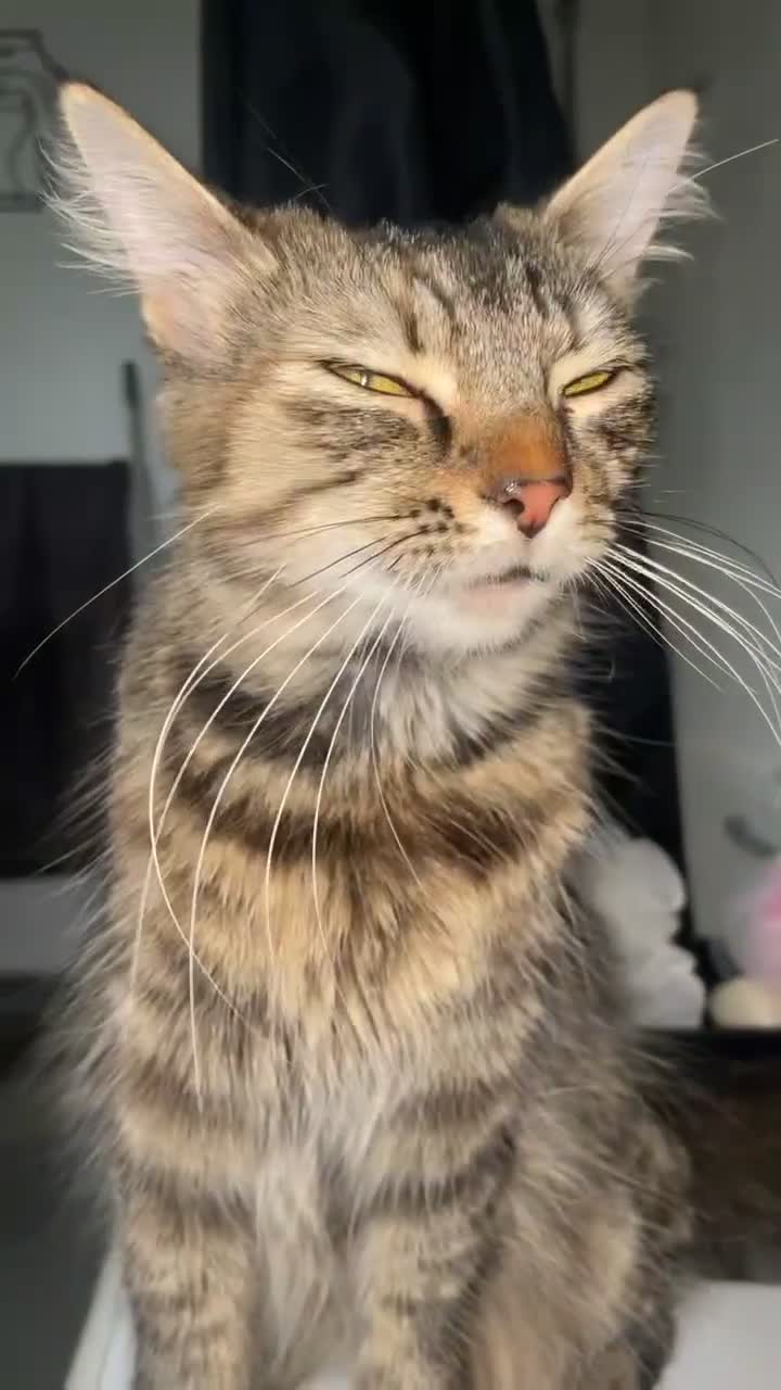 Mixed Breed cats for sale: FREE TO A LOVING HOME - Video 2