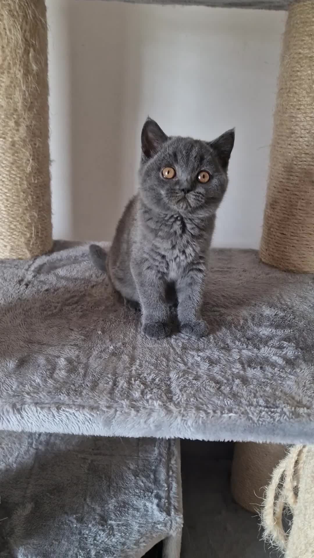 British Shorthair cats for sale: Tica Registered Blue British Shorthair kittens - Video 2