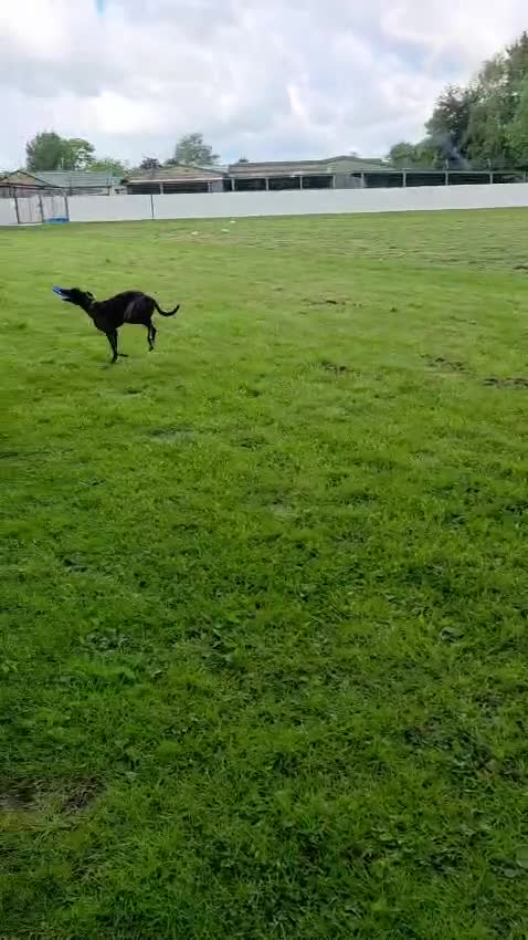 Lurcher dogs for adoption: Splash - Video 1