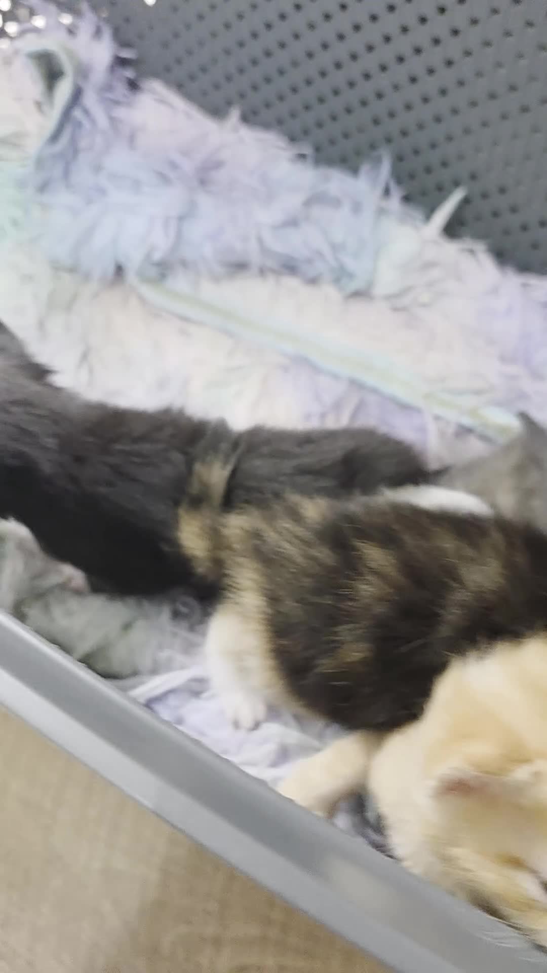 Mixed Breed cats for sale: Lovely mixed kittens in Swansea - Video 1