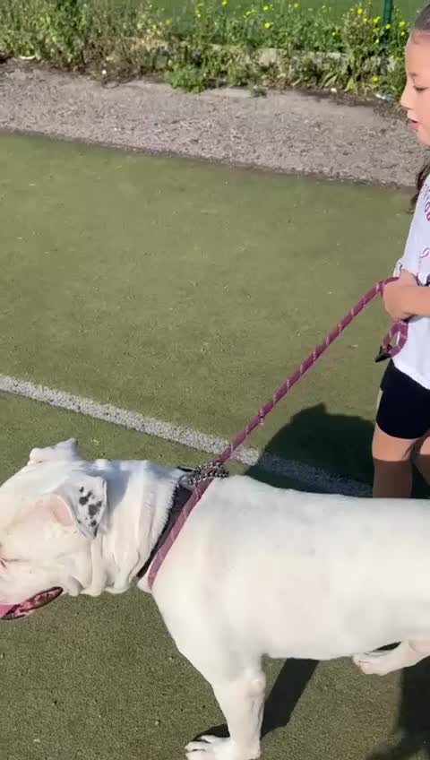 American Bulldog dogs for sale: Meet Blu Our American Bulldog - Video 1