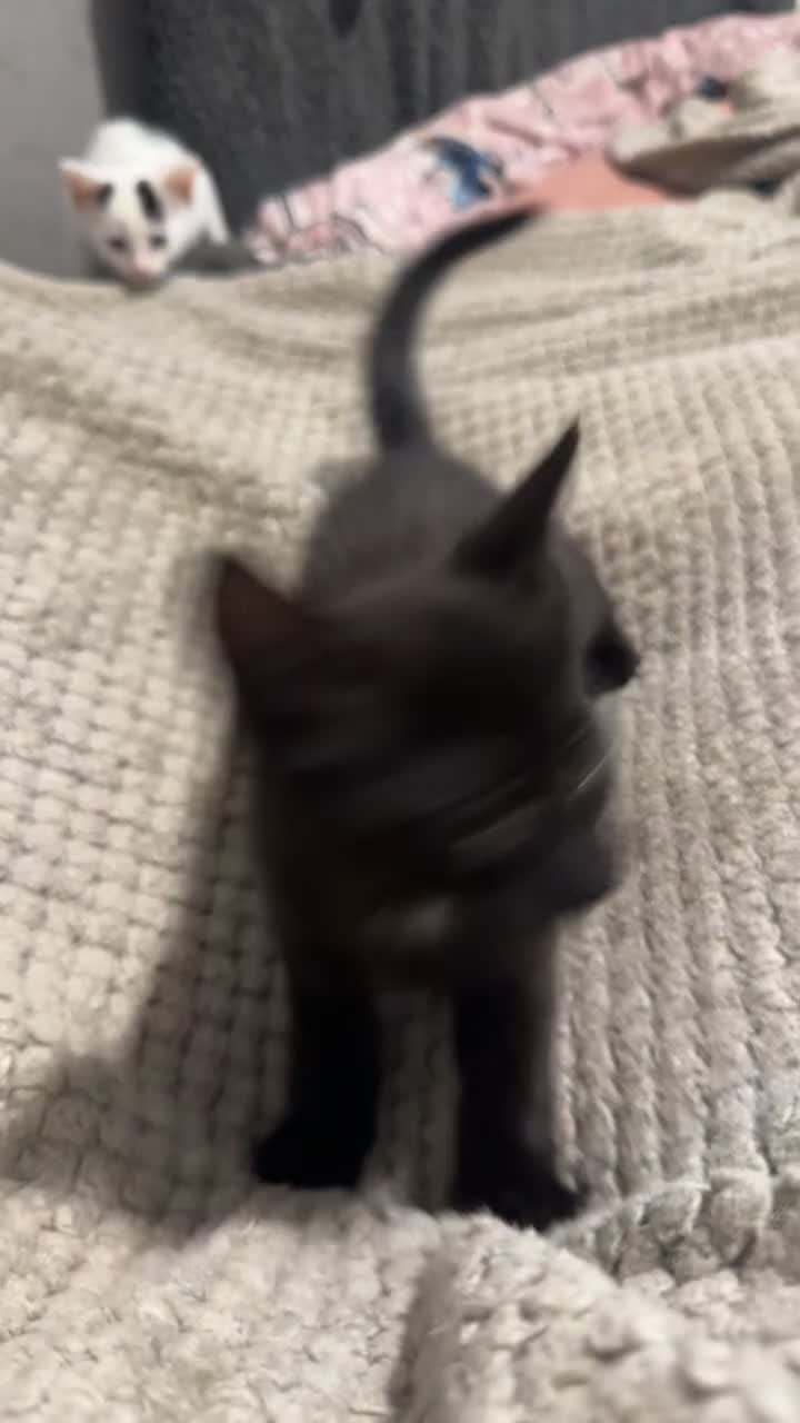 Mixed Breed cats for sale: Kitten  - Video 1