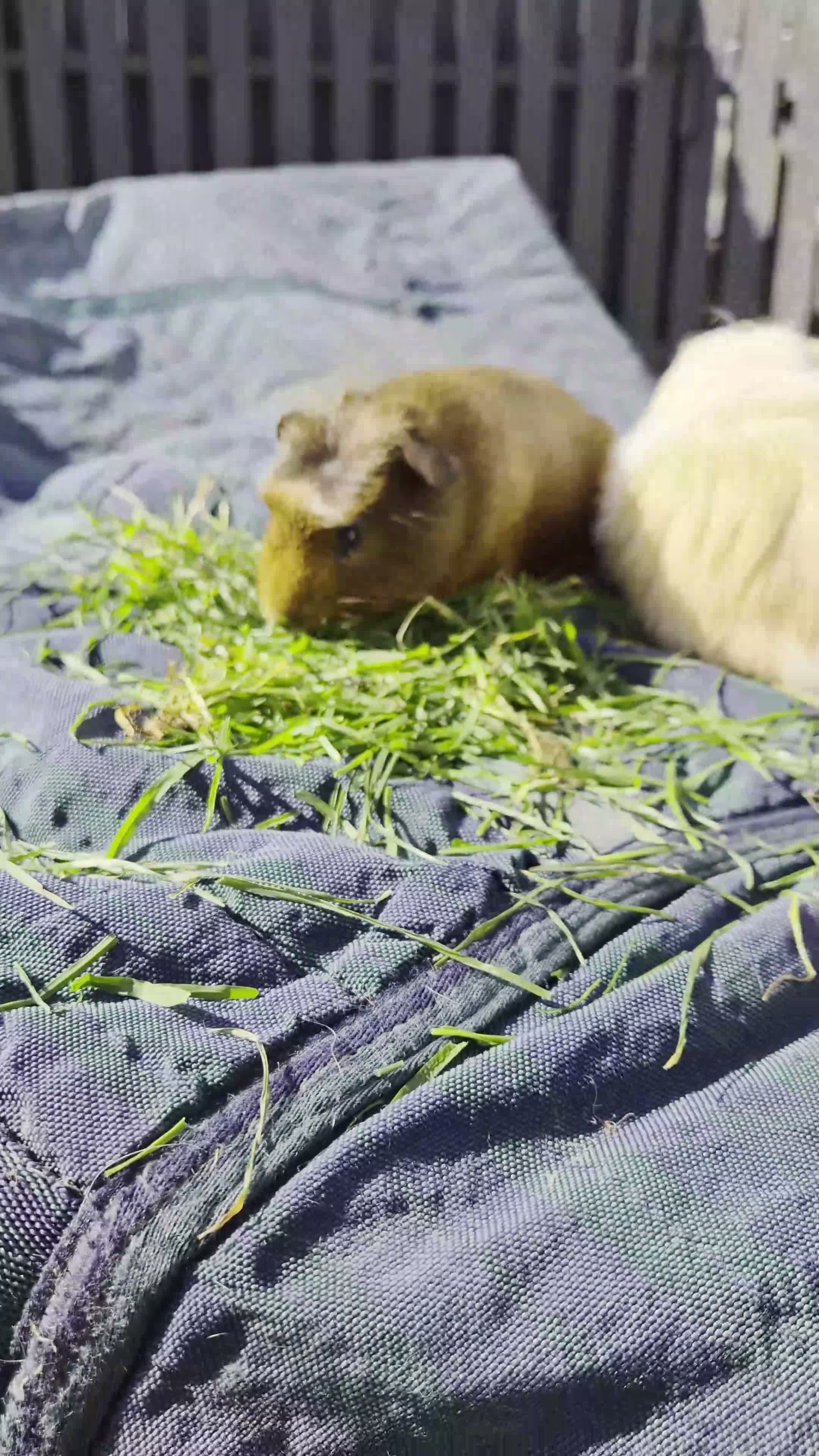 Guinea Pig rodents for sale: Bond boys ready go  - Video 1