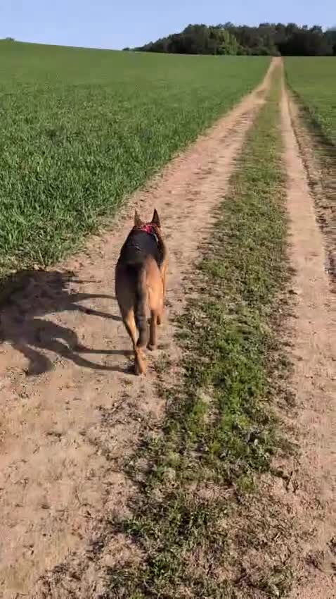 Mixed Breed dogs for sale: Red - Looking for loving home 🏡  - Video 1
