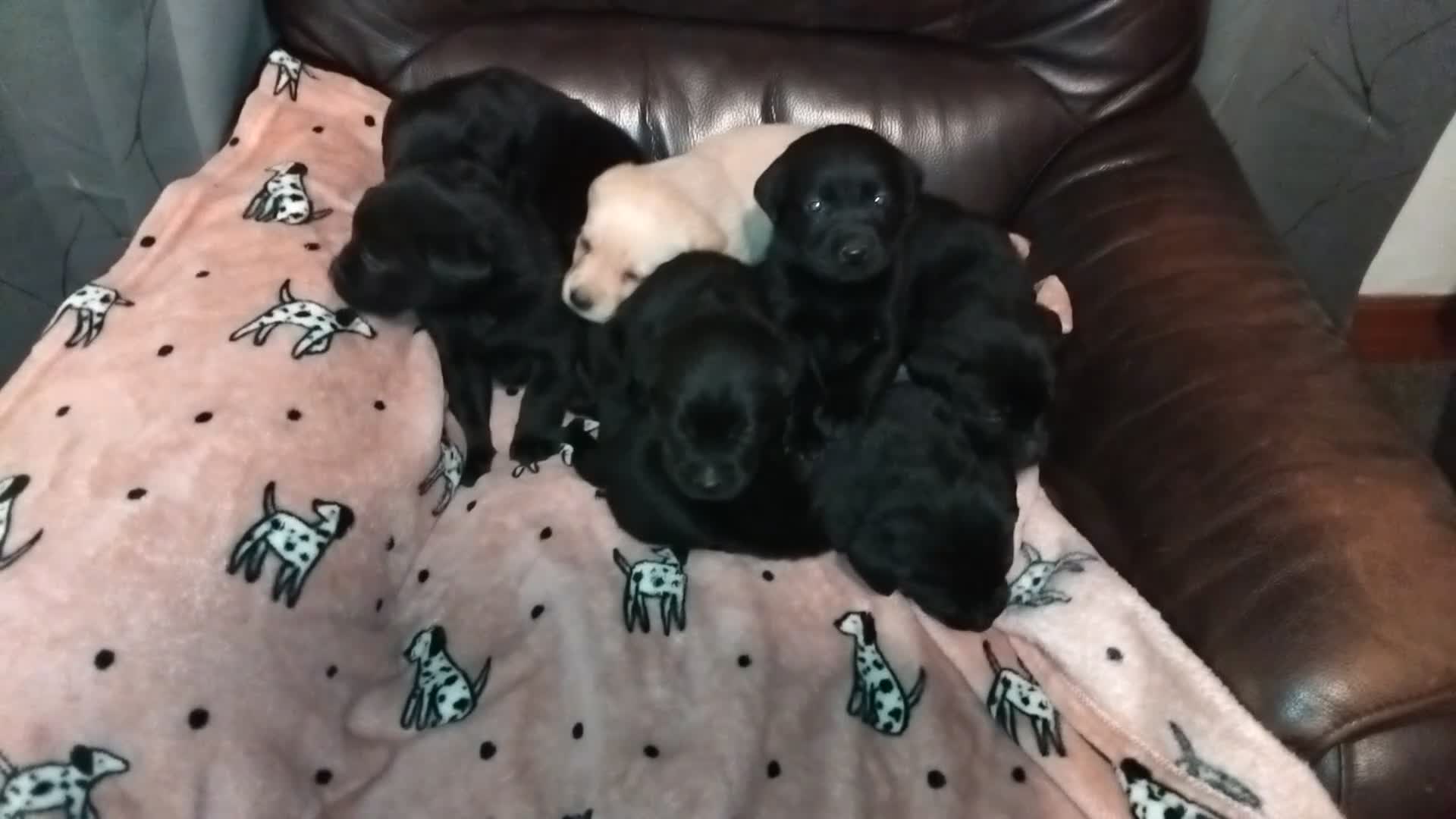 Labrador Retriever dogs for sale: Gorgeous KC registered Labrador puppies  - Video 2