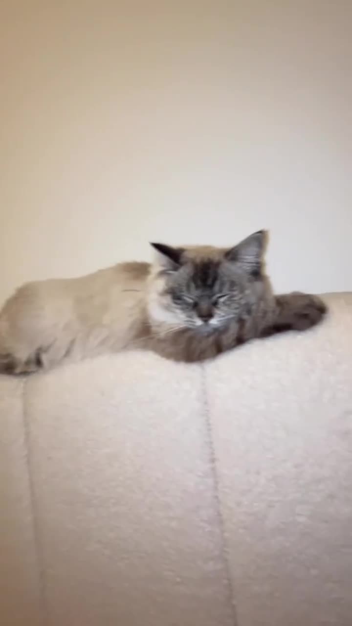 Ragdoll cats for sale: Champion bloodline ragdoll kitten - Video 1