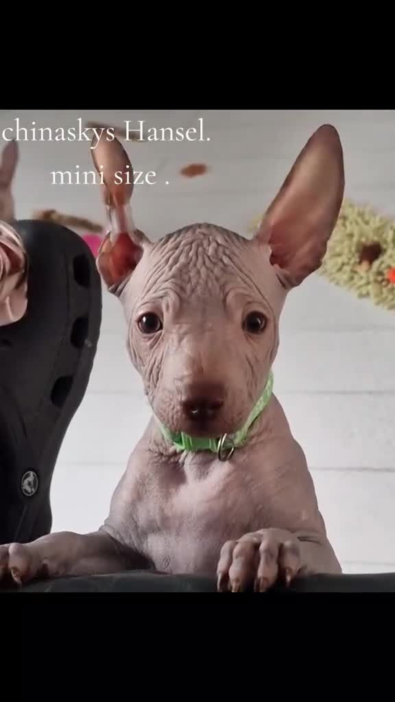 Mexican Hairless dogs for sale: Stunning mini red boy 4 months 8 week old girl . - Video 1