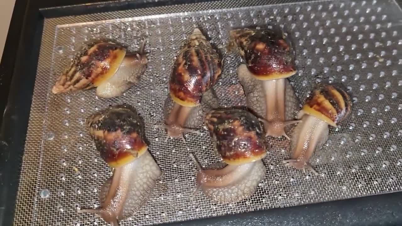 Snails invertebrates for sale: Giant African snails in Romford - Video 1