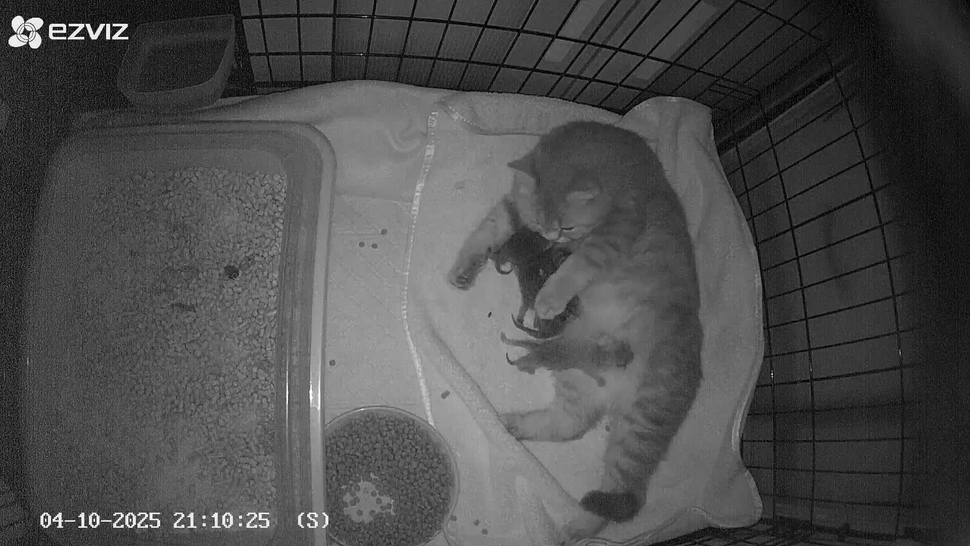 British Shorthair cats for sale: Blue golden female, TICA registered  - Video 1