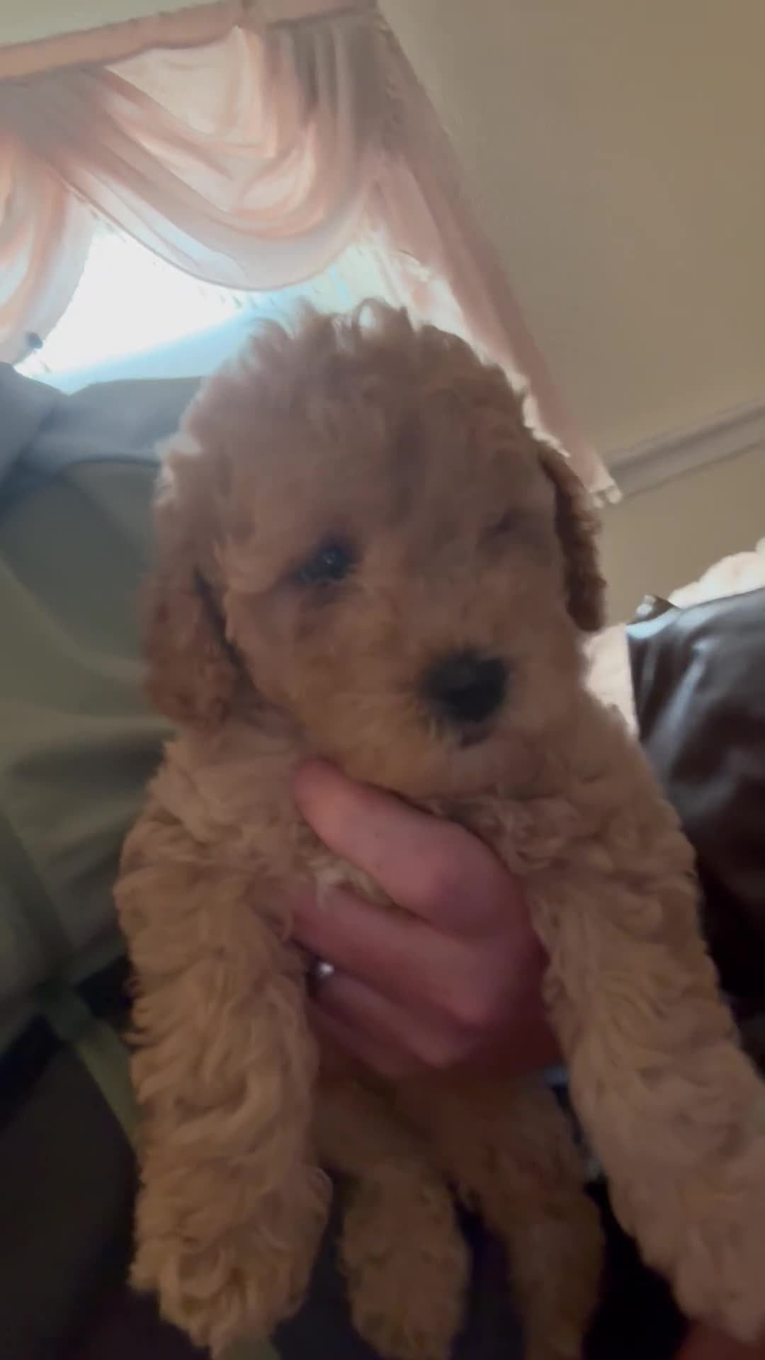 Cockapoo dogs for sale: Beautiful F1B in Porth - Video 4